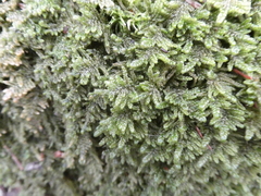 Porella platyphylla