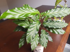 Goeppertia rufibarba