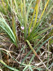 Gentianella amarella