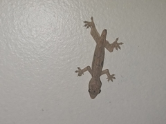Gekkonidae