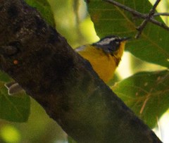Oreothlypis superciliosa