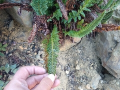 Polystichum lemmonii