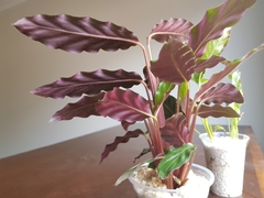 Goeppertia rufibarba