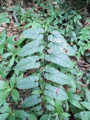 Rubus ichangensis