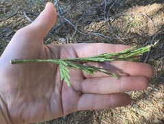 Calocedrus