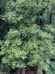 Beilschmiedia tawa