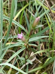 Gentianella amarella