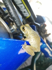 Trachycephalus vermiculatus