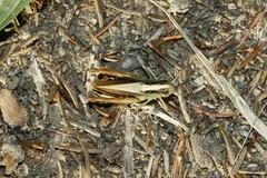 Gomphocerippus rufus