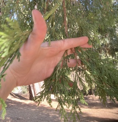 Calocedrus