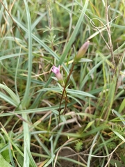 Gentianella amarella