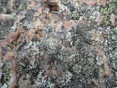 Formicinae