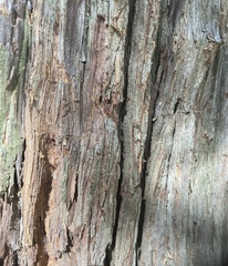 Calocedrus