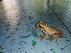 Trachycephalus vermiculatus