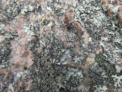 Formicinae