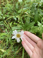 Leucanthemum