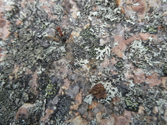 Formicinae