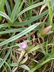 Gentianella amarella