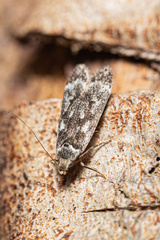 Anacampsis