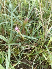 Gentianella amarella