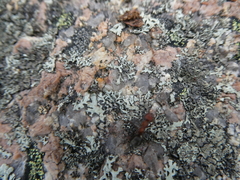 Formicinae