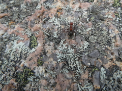 Formicinae
