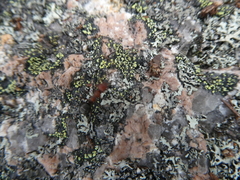 Formicinae