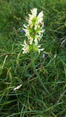 Stachys recta labiosa