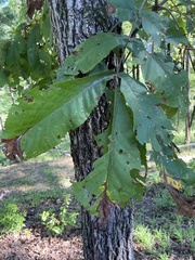 Carya laciniosa