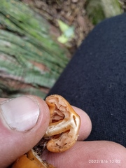 Macrocystidia reducta