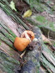 Macrocystidia reducta