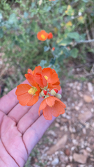 Sphaeralcea coccinea