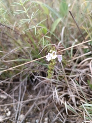 Euphrasia stricta