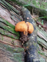 Macrocystidia reducta