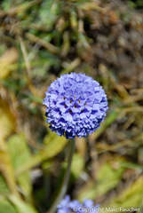 Primula glomerata
