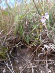 Euphrasia stricta