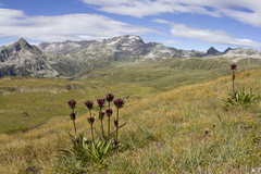 Gentiana purpurea