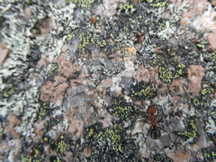 Formicinae