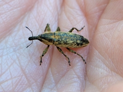 Lixus scrobicollis