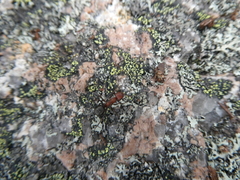 Formicinae