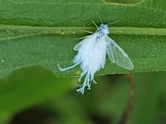 Prociphilus tessellatus