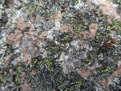 Formicinae
