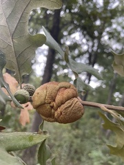 Disholcaspis spongiosa