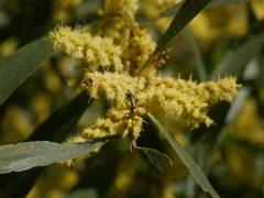 Acacia longifolia longifolia