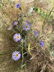 Symphyotrichum laeve