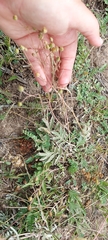 Potentilla hippiana