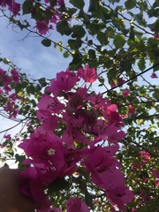 Bougainvillea