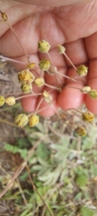 Potentilla hippiana