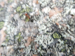 Formicinae