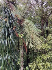 Dicksonia squarrosa